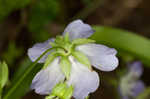 Largeflower baby blue eyes